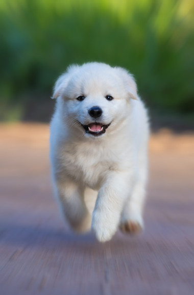 在半個(gè)月大的混合品種的白色小狗