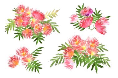 含羞草的叶子和花 含羞草的叶子和花