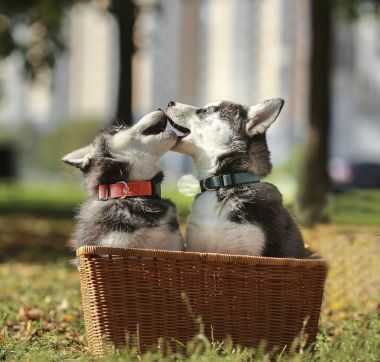 两个沙哑的小狗篮子里玩图片 两个沙哑的小狗篮子里玩图片