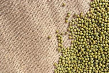 綠豆或綠豆照片