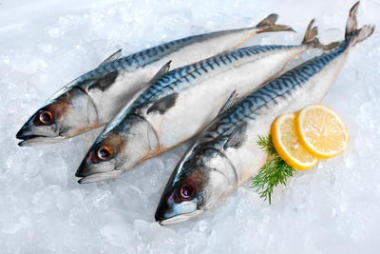 鮐魚(yú)上冰圖片