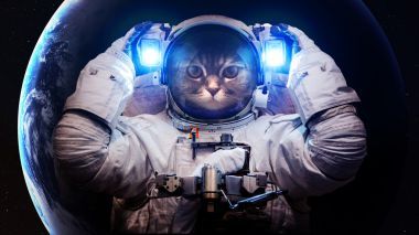 在外層空間只漂亮的貓。這幅圖像由美國國家航空航天局提供的元素