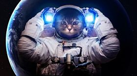 在外层空间只漂亮的猫。这幅图像由美国国家航空航天局提供的元素