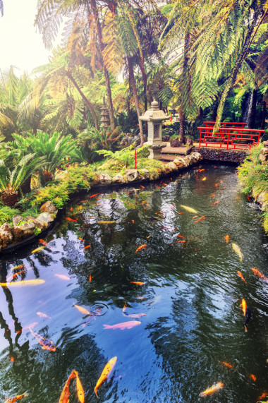 日本花园与游泳锦鲤