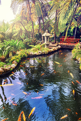 日本花园与游泳锦鲤