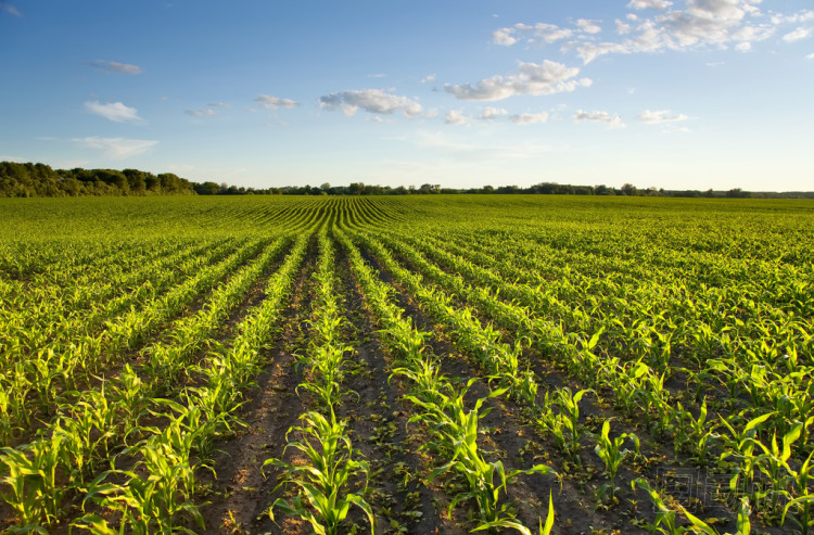 綠色領(lǐng)域與年輕玉米在日落