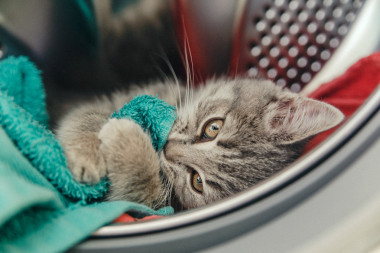 范妮小灰色貓咪咬毛巾清洗機(jī)