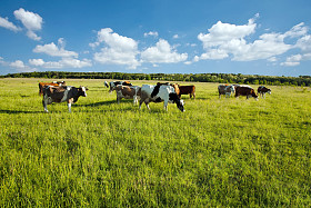 在绿色草地上吃草的母牛