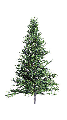 孤立在白色背景上的圣诞节冷杉