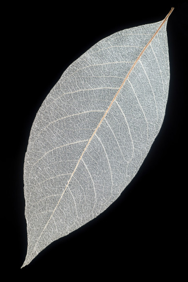 在黑色的骨架叶