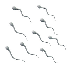 组的 spermatozoons，精子