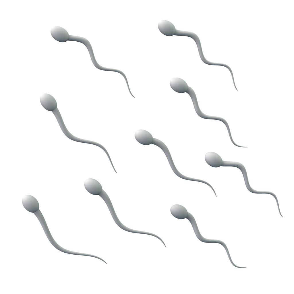 组的 spermatozoons，精子