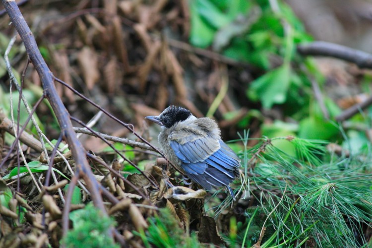 喜鵲 (天喜鵲) 在日本