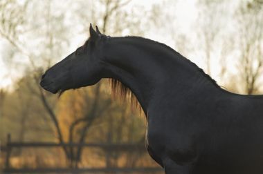 黑色弗里斯蘭馬的畫像照片