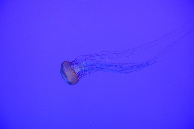 Glowring 果凍魚(yú)圖片