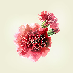 在明亮的背景上水彩康乃馨