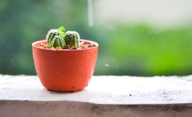仙人掌在露臺上的模糊雨天背景