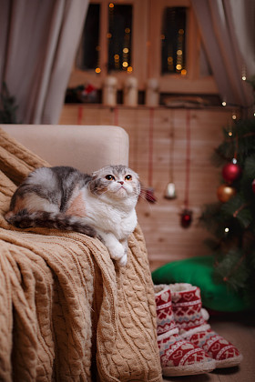 猫咪品种苏格兰折，圣诞和新年
