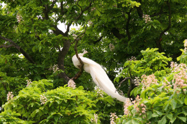 一棵樹(shù)上的白孔