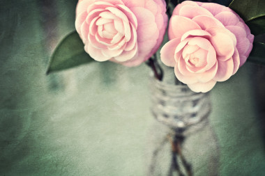 feminina kamelia blommor med vintage konsistens