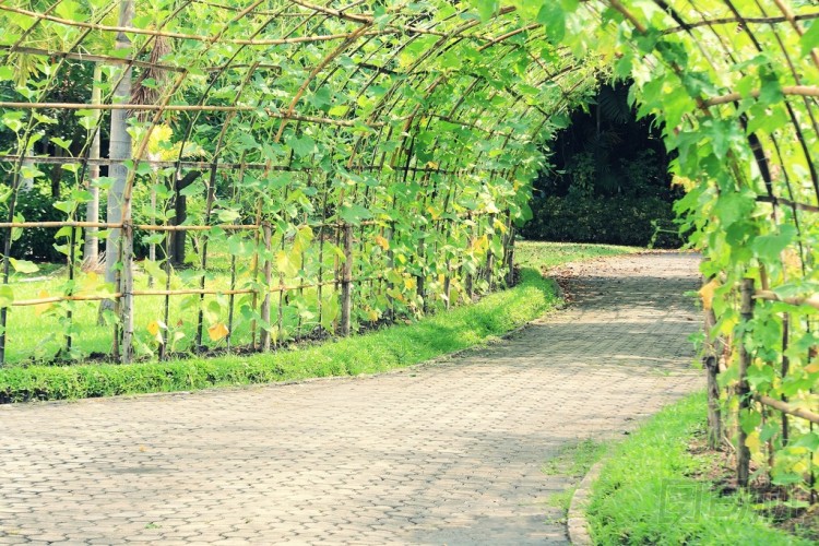 樹隧道的棱絲瓜植物