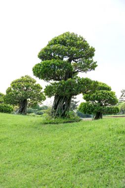 在花园里的盆景