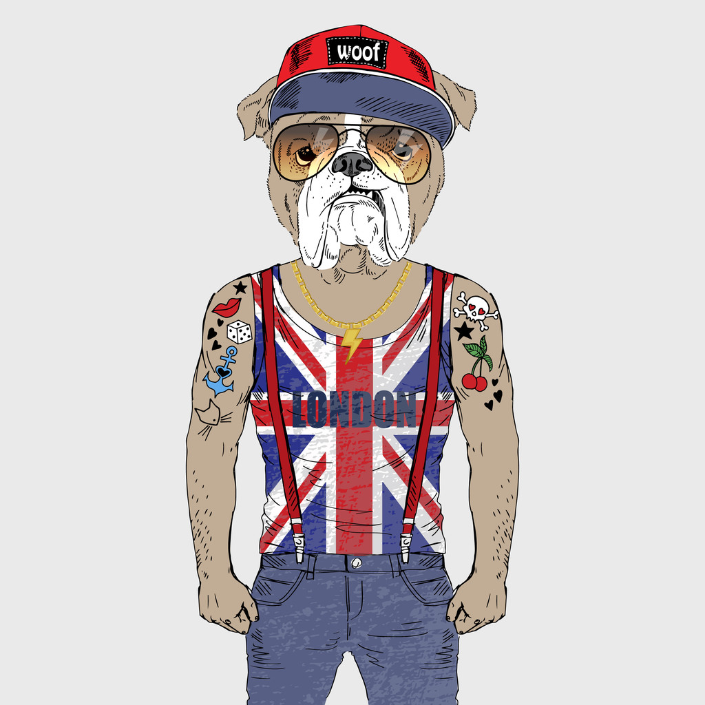 穿着t恤的英国斗牛犬
