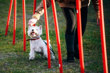 西部高地白 terrierdog 做敏捷-运行障碍滑雪