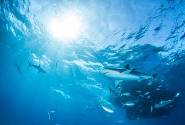 鯊魚潛水巴哈馬圖片