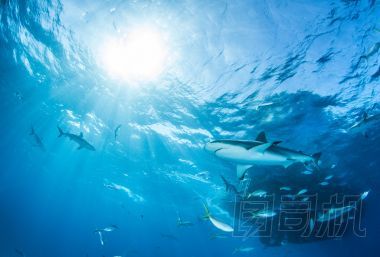 鯊魚潛水巴哈馬圖片