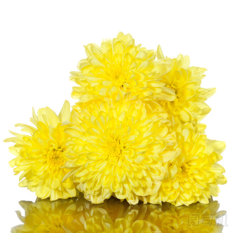 在白色背景上的黃色菊花花