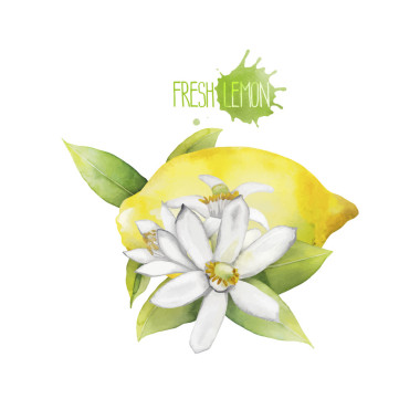 水彩檸檬小插圖