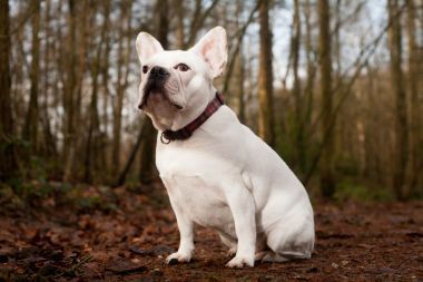 坐在森林里的幫會 buldog