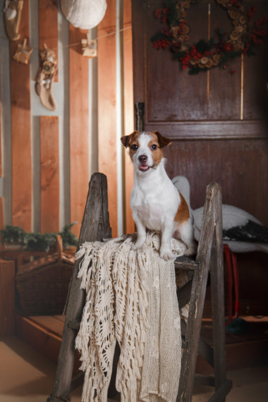 狗繁殖杰克羅素梗犬節(jié)日，圣誕