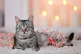 在明亮的背景上只漂亮的猫图片