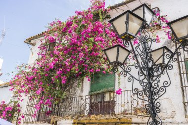 建筑和街道上的花