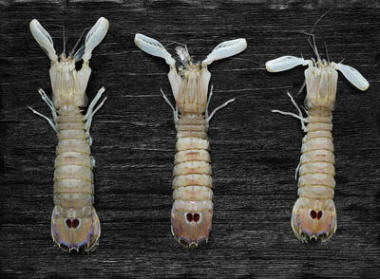 螳螂蝦的黑色背景