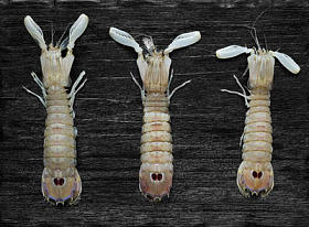 螳螂虾的黑色背景