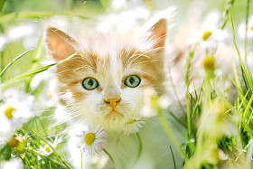 可爱小猫在绿草中图片