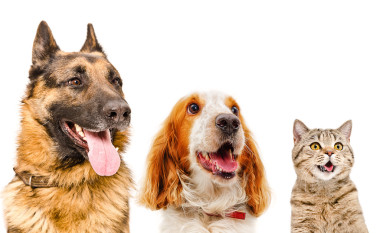 白色背景上孤立的寵物特寫肖像