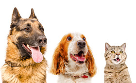 白色背景上孤立的宠物特写肖像