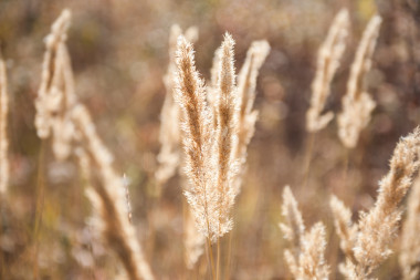 森林草甸與野草在日落時圖片