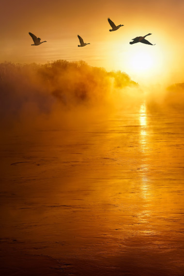 鸟儿飞过河垂直图像
