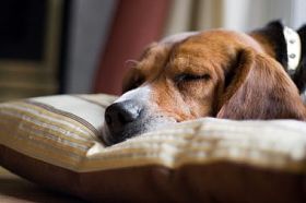 比格犬狗睡
