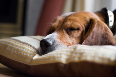 比格犬狗睡
