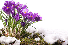 艺术美丽春天的花朵图片