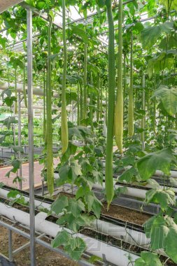 長(zhǎng)葫蘆或冬瓜圖片