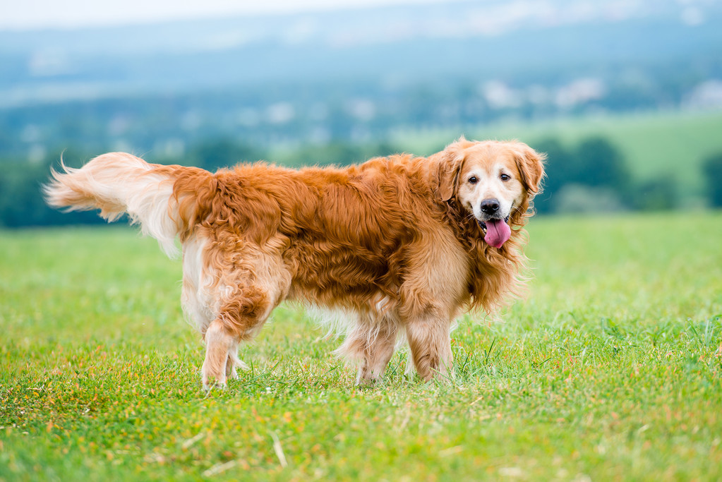 金毛猎犬场图片