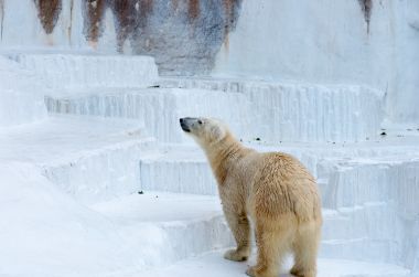 北極熊在天王寺動物園，大阪 (州)、 日本旅游