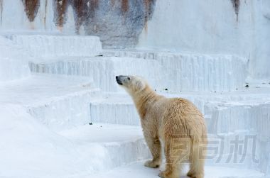 北極熊在天王寺動物園，大阪 (州)、 日本旅游